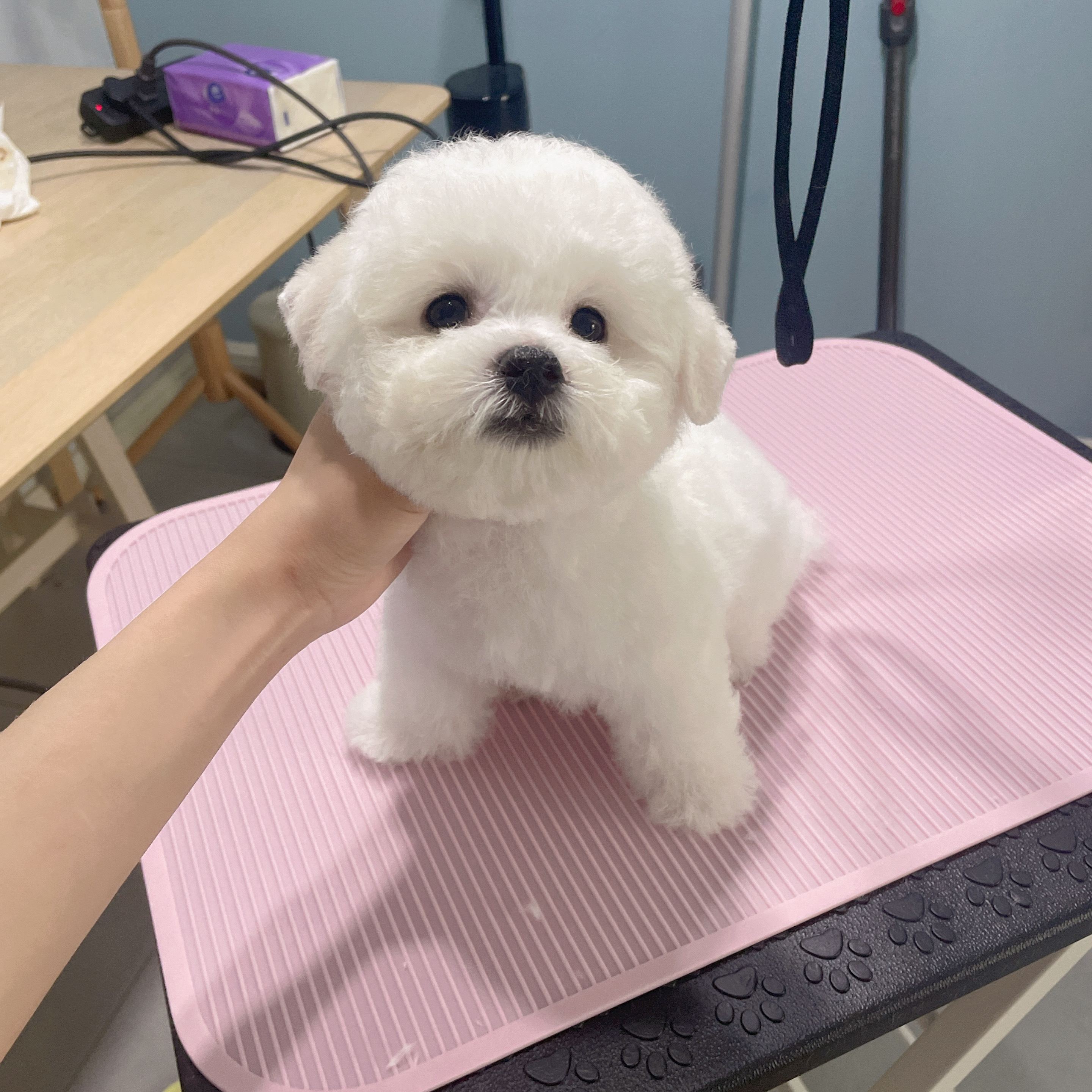 双血统比熊保证健康